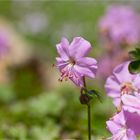 Dalmatien - Storchschnabel (Geranium dalmaticum)