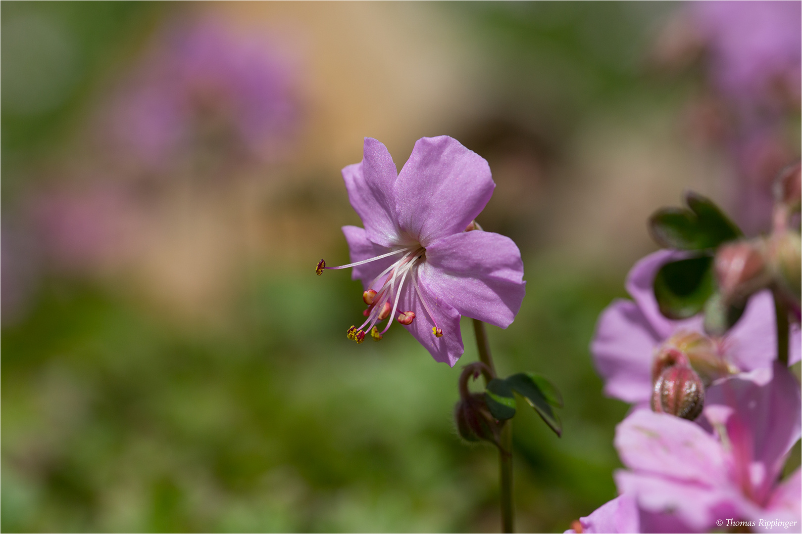 Dalmatien - Storchschnabel (Geranium dalmaticum)