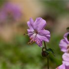 Dalmatien - Storchschnabel (Geranium dalmaticum)