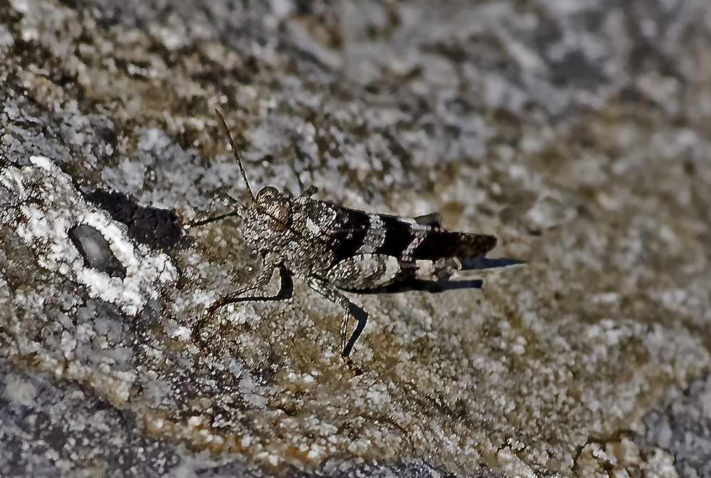 Dalmatienische Bergschrecke bei Salz lecken