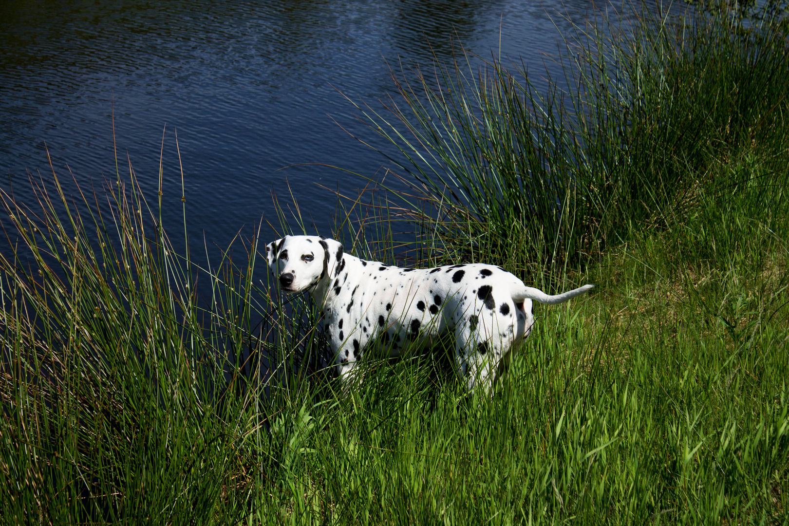 Dalmatiner am Wasser