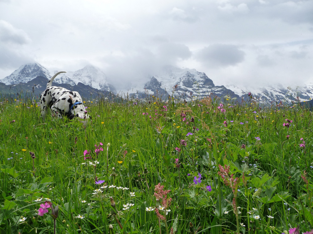 Dalmatiner auf Alpenwiese im Berner Oberland