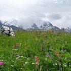 Dalmatiner auf Alpenwiese im Berner Oberland