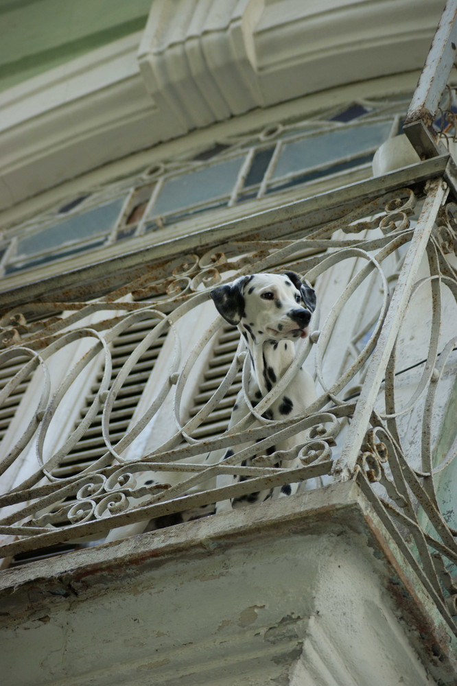 Dalmatiner auf einem Balkon in Cuba