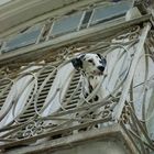 Dalmatiner auf einem Balkon in Cuba