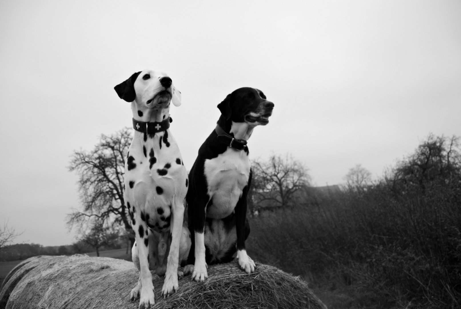 Dalmatiner Chaplin & Pointer Chica