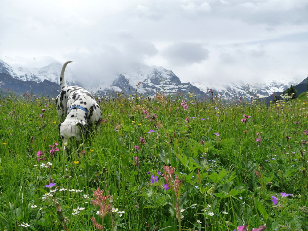 Dalmatiner im Berner Oberland