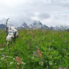 Dalmatiner im Berner Oberland