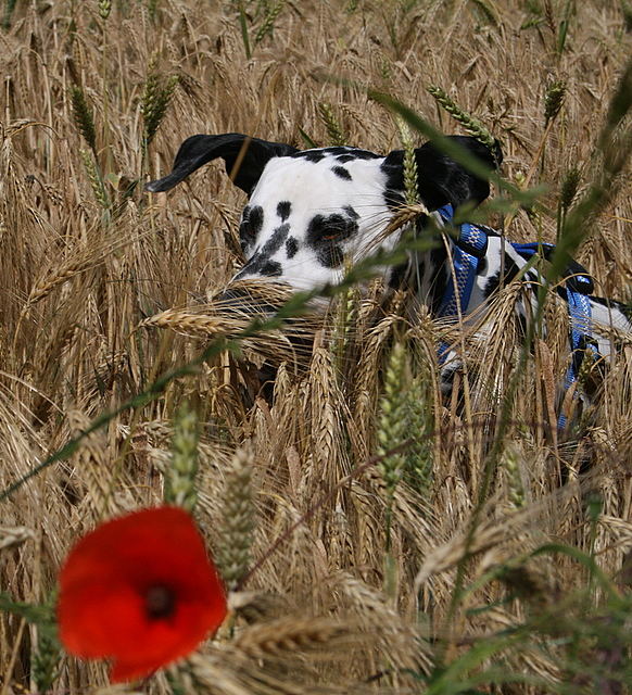 Dalmatiner im Kornfeld