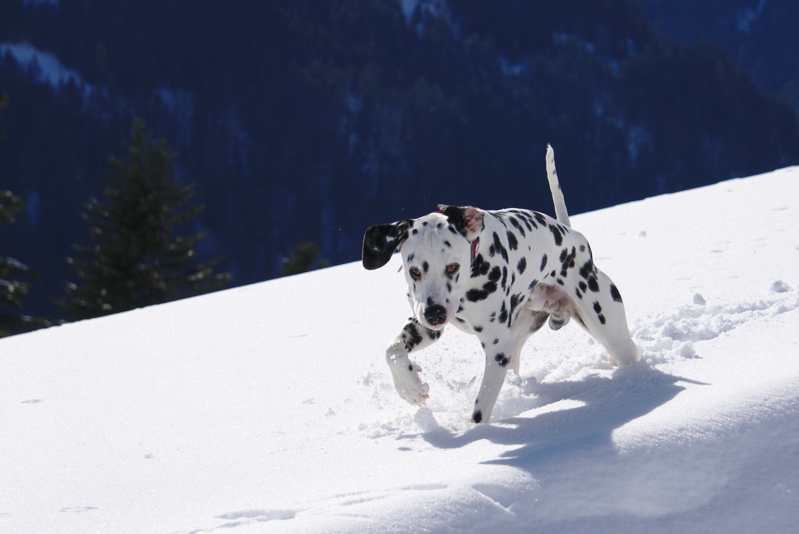 Dalmatiner im Schnee