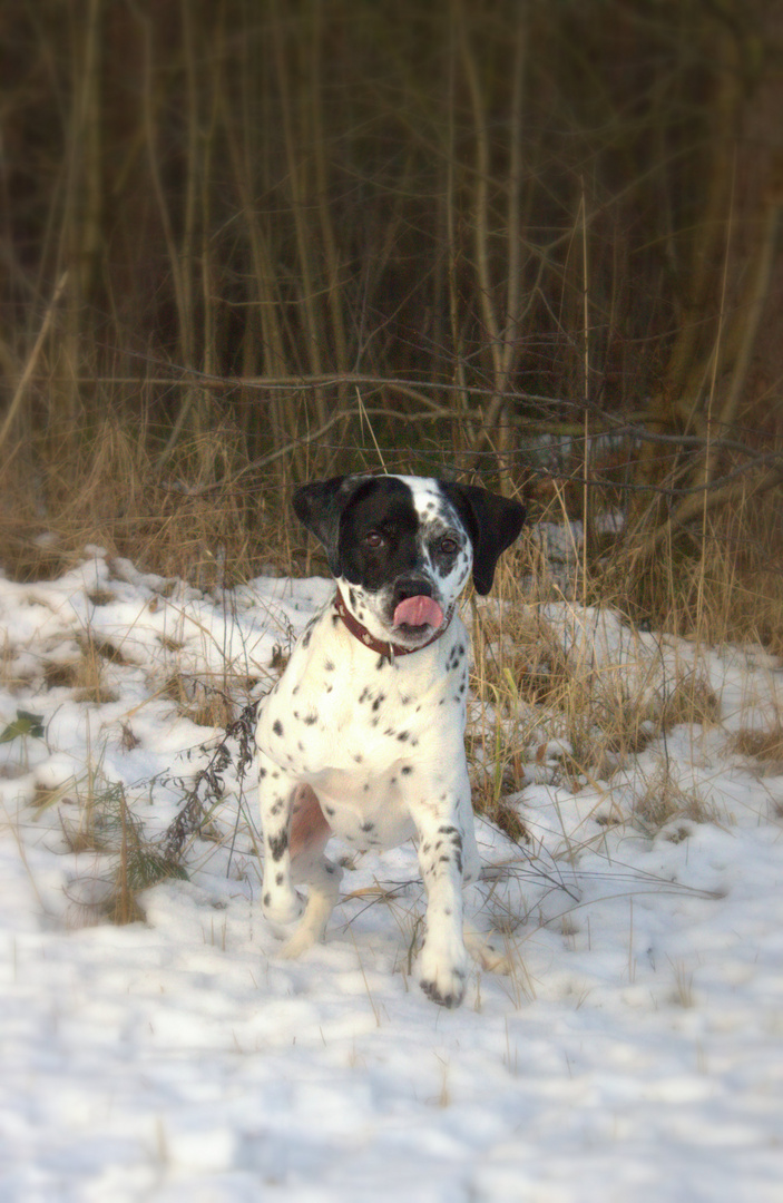 Dalmatiner im Schnee