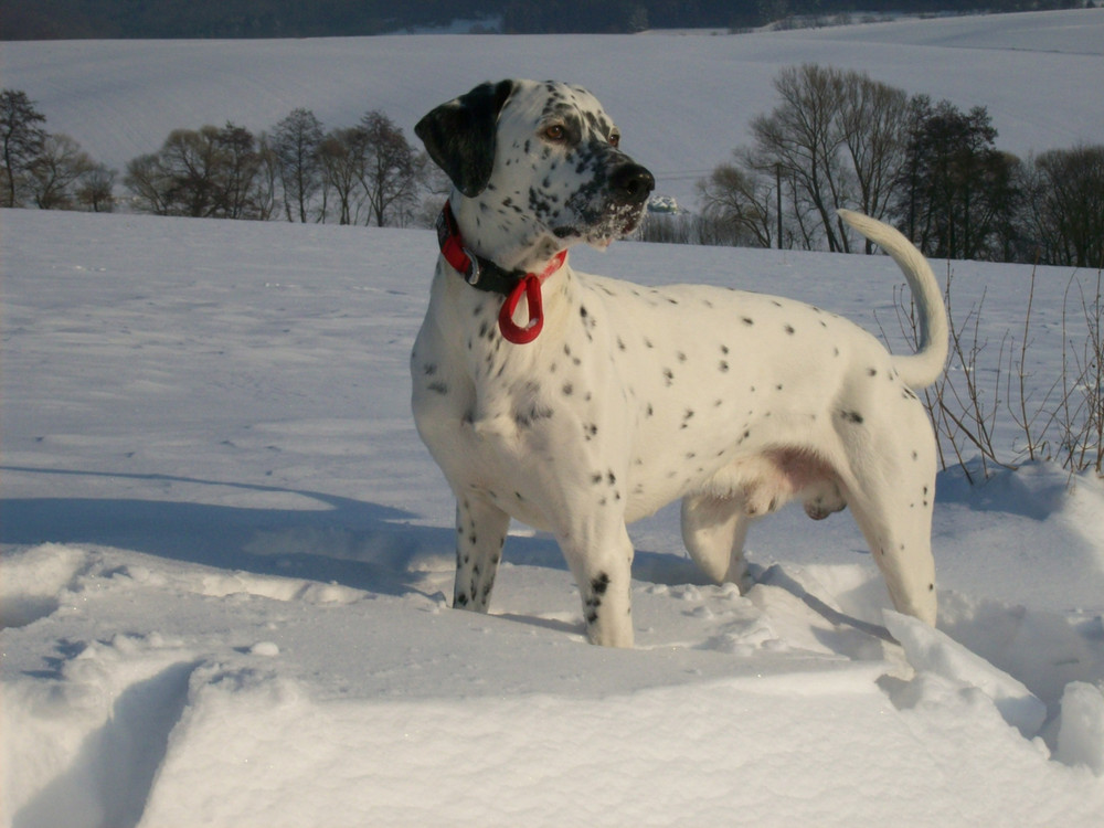 Dalmatiner im Schnee