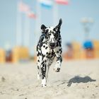 Dalmatiner in der Frühlingssonne am Strand