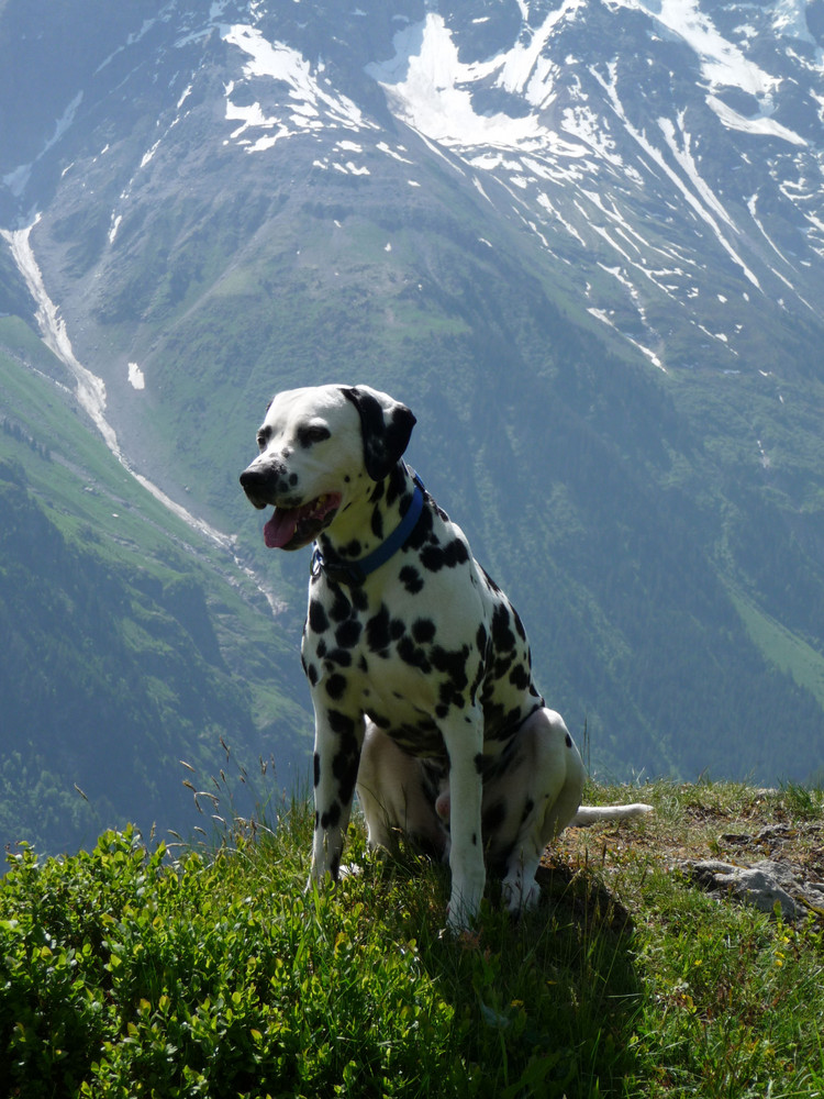 Dalmatiner in Mürren (Berner Oberland)