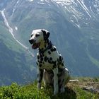 Dalmatiner in Mürren (Berner Oberland)