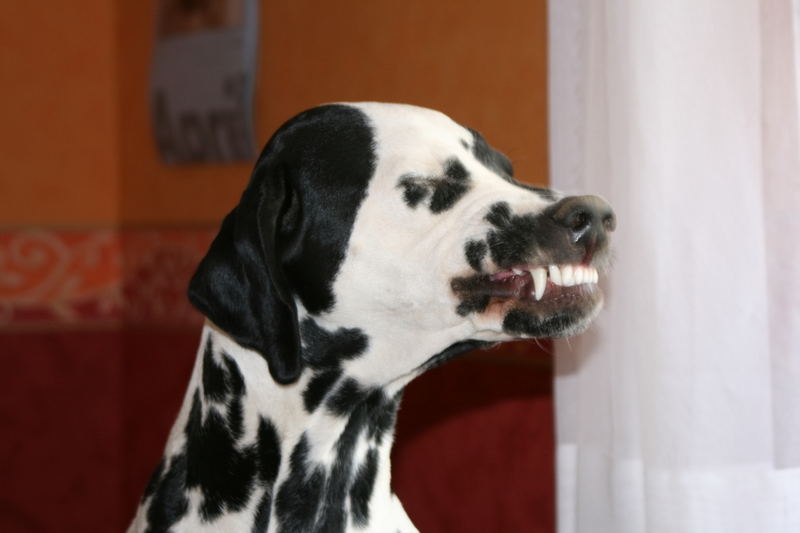 Dalmatiner-Lachen Foto & Bild | tiere, haustiere, hunde Bilder auf ...