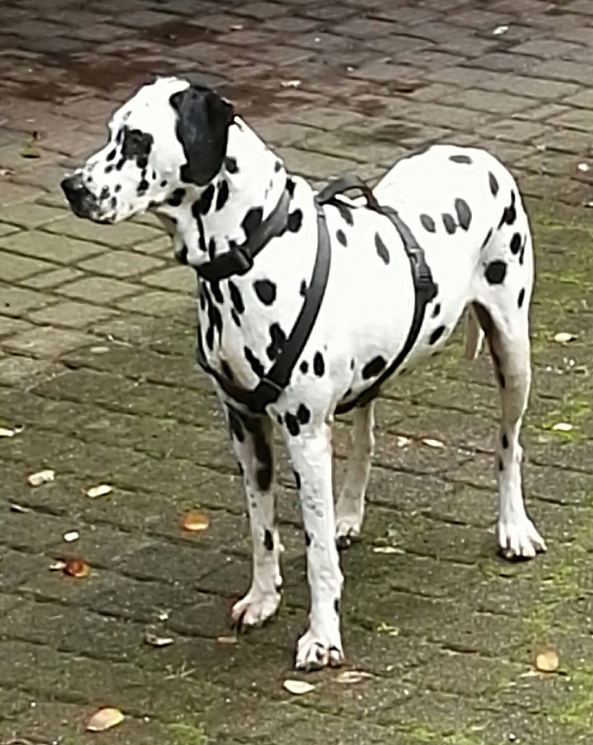 dalmatiner mit großem Herzen