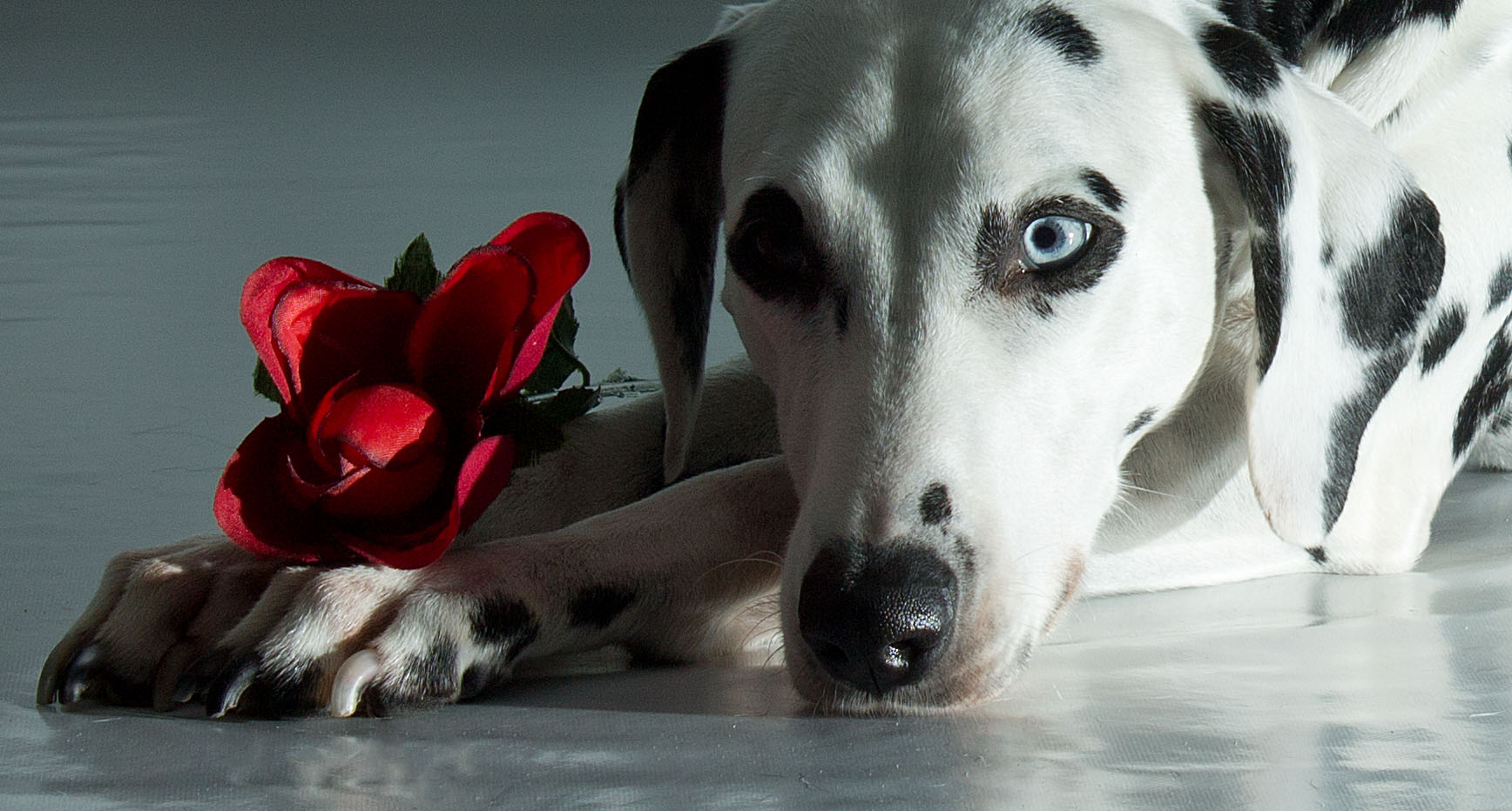 Dalmatiner mit Rose