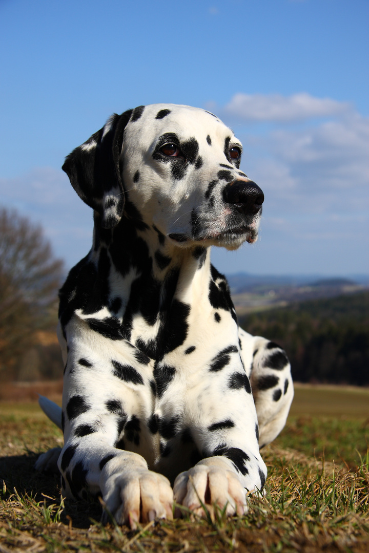 The Dalmatiner Dog Breed - A Complete Guide 9 Dalmatiner Grooming