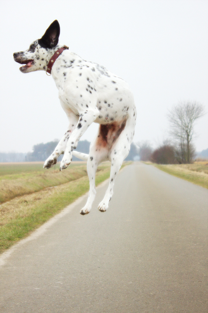 Dalmatiner springt