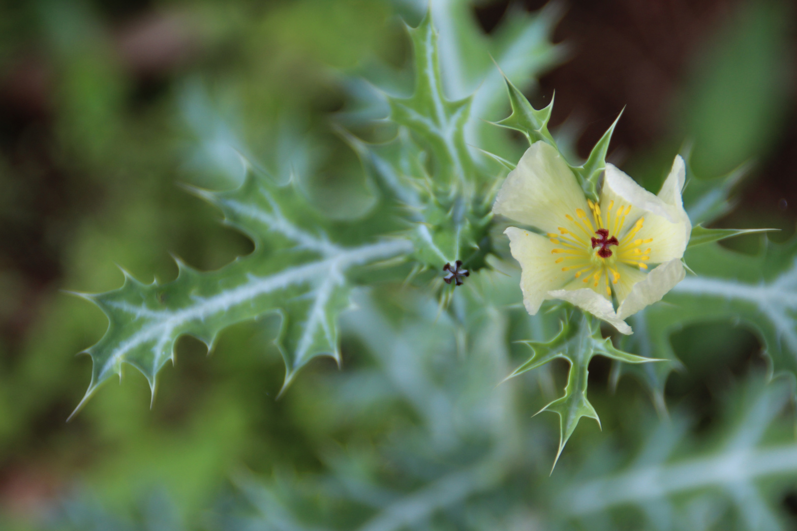 Dalrymple Creek Flower