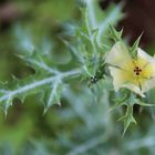 Dalrymple Creek Flower