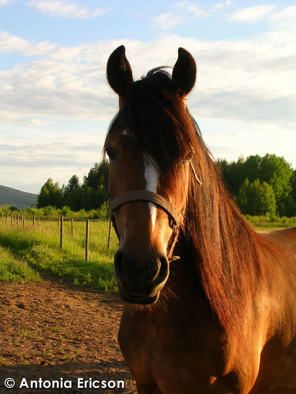 Daltina in sunset