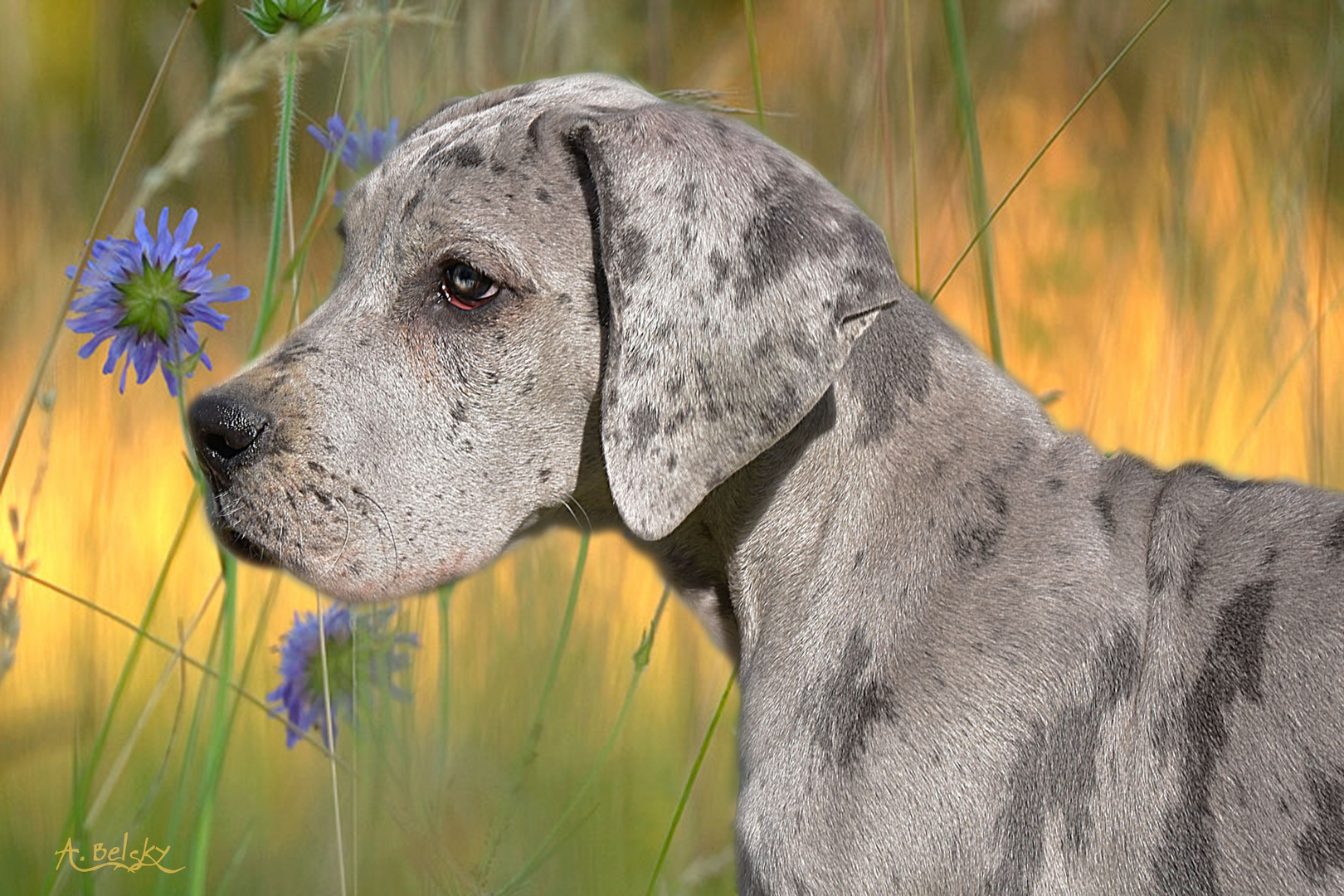 Dalton Foto & Bild tiere, frühling, hund Bilder auf