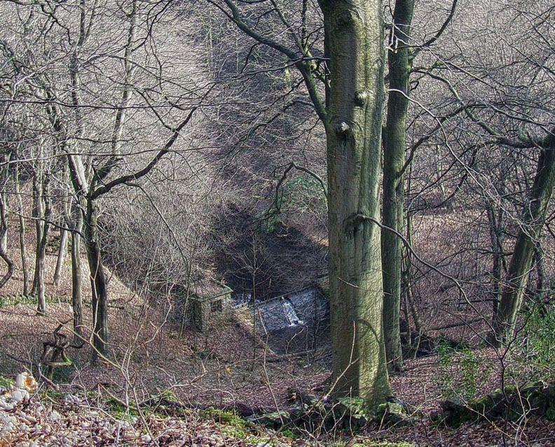 Dam below the tree's