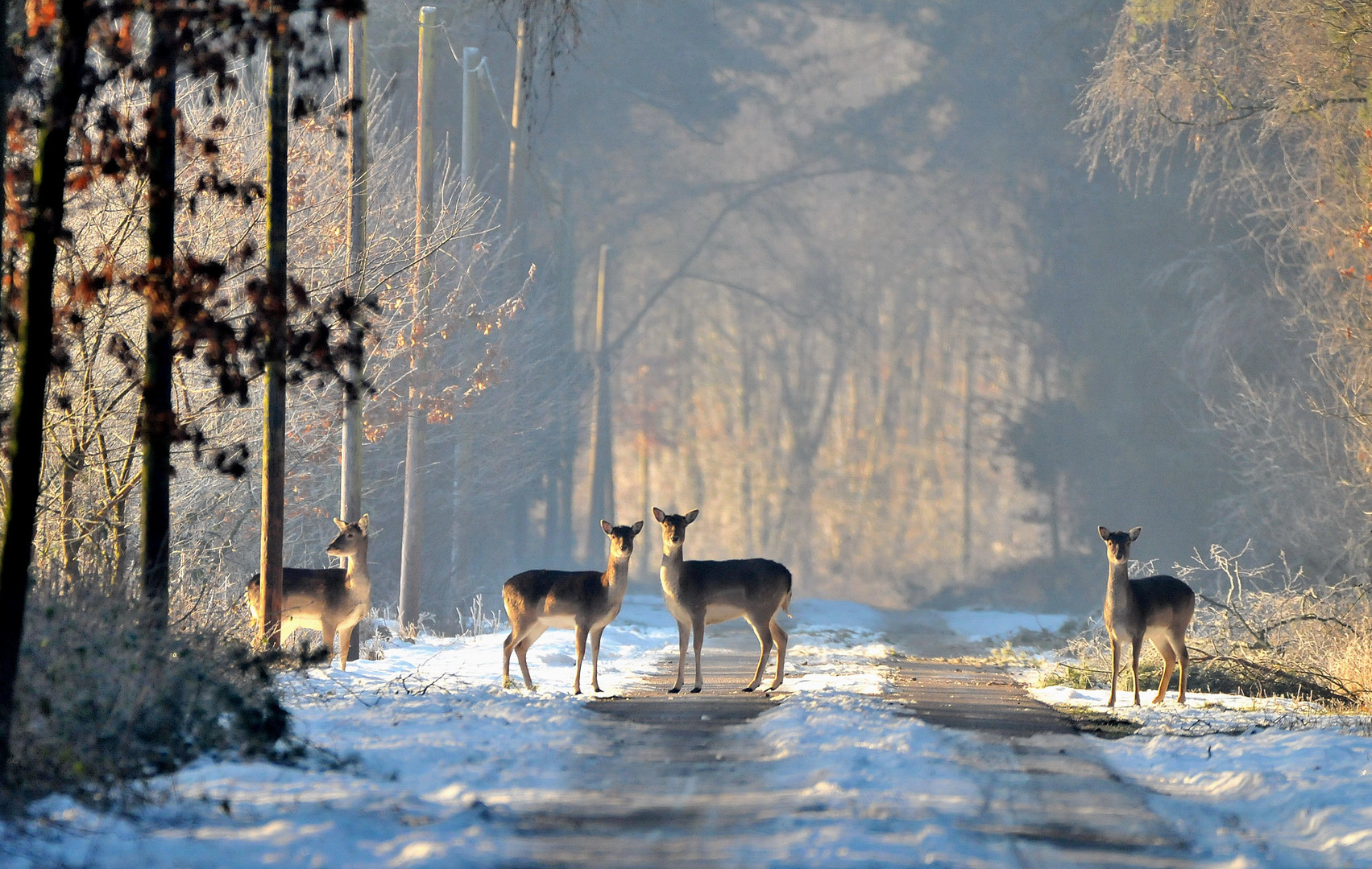 Dam - Wild im Winter