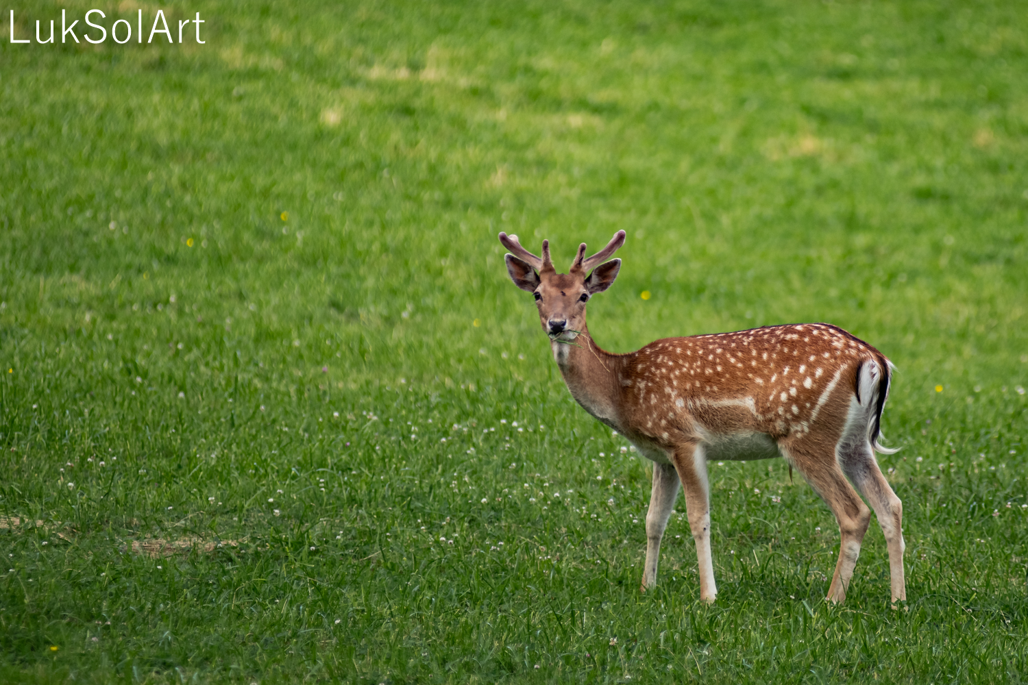 Dama Dama , Fallow Deer