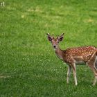 Dama Dama , Fallow Deer