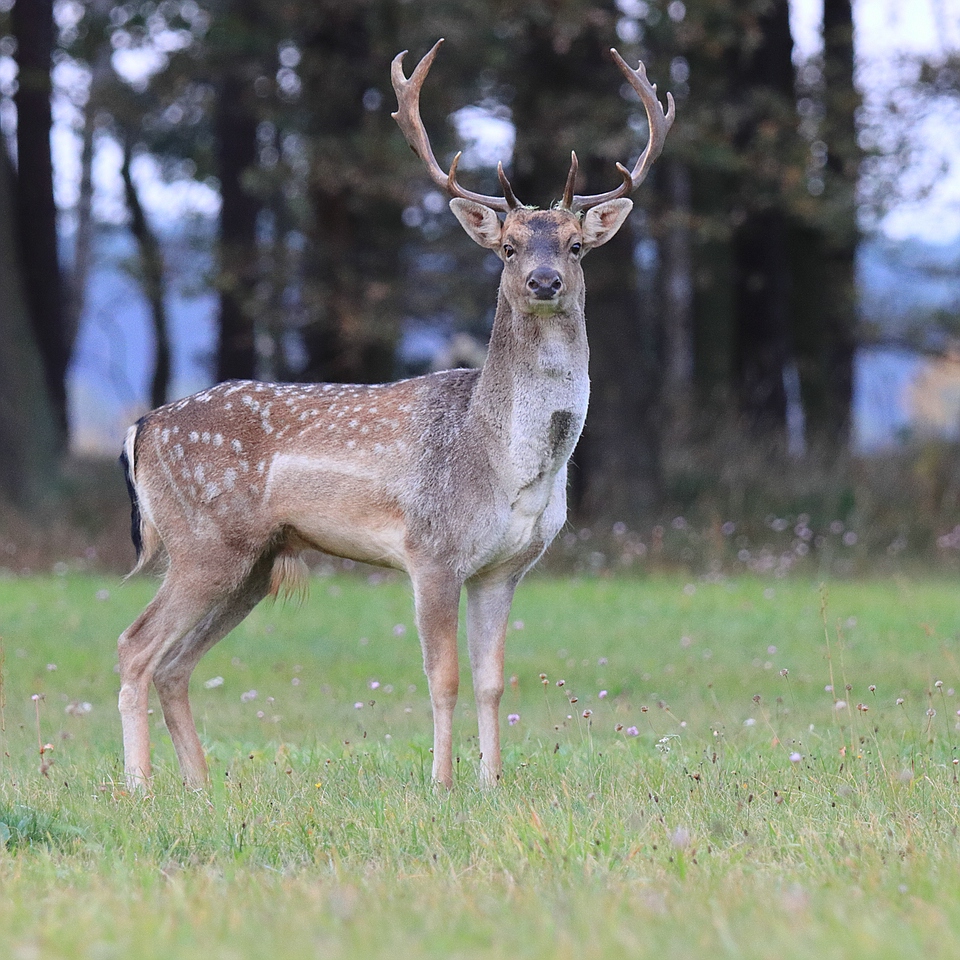 Dama dama Hirsch