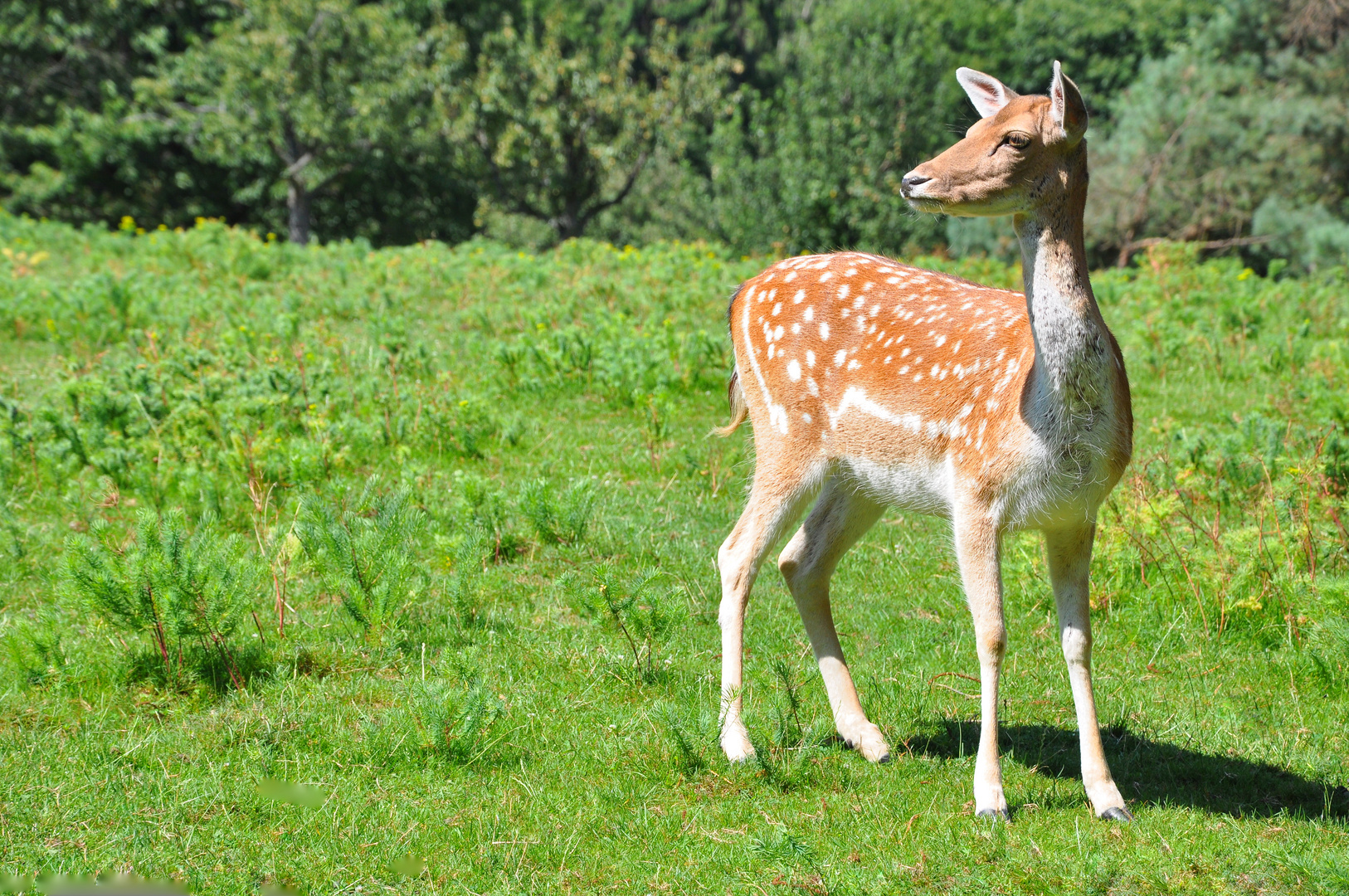 Dama (Damhirschkuh, Dam deer)