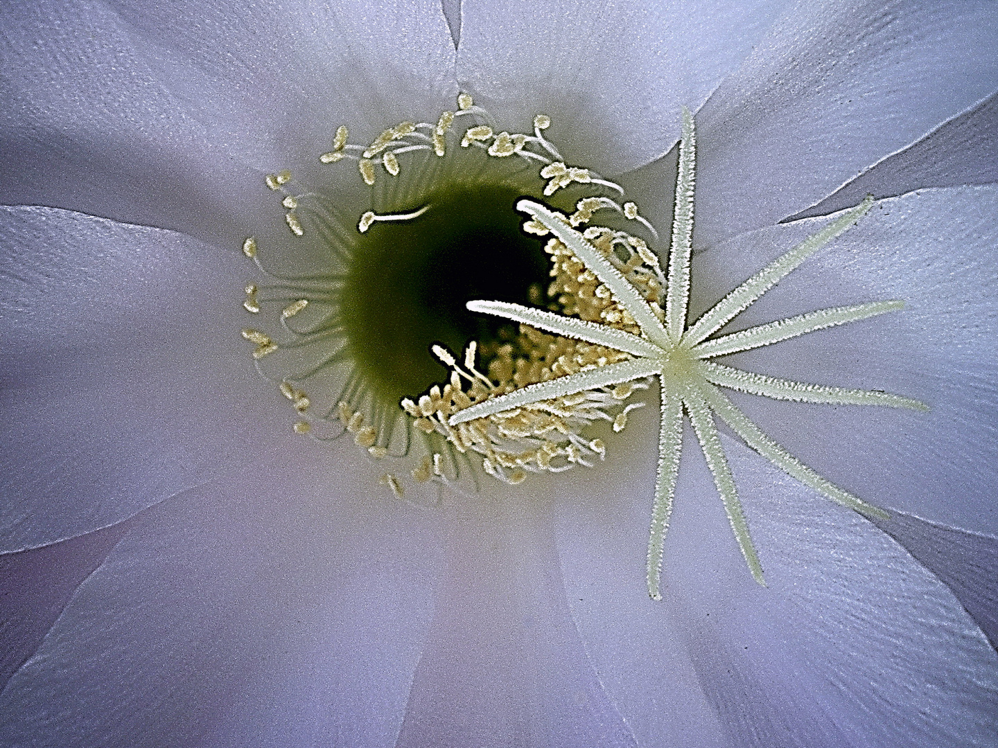 Dama de noche "Flor de cactus"