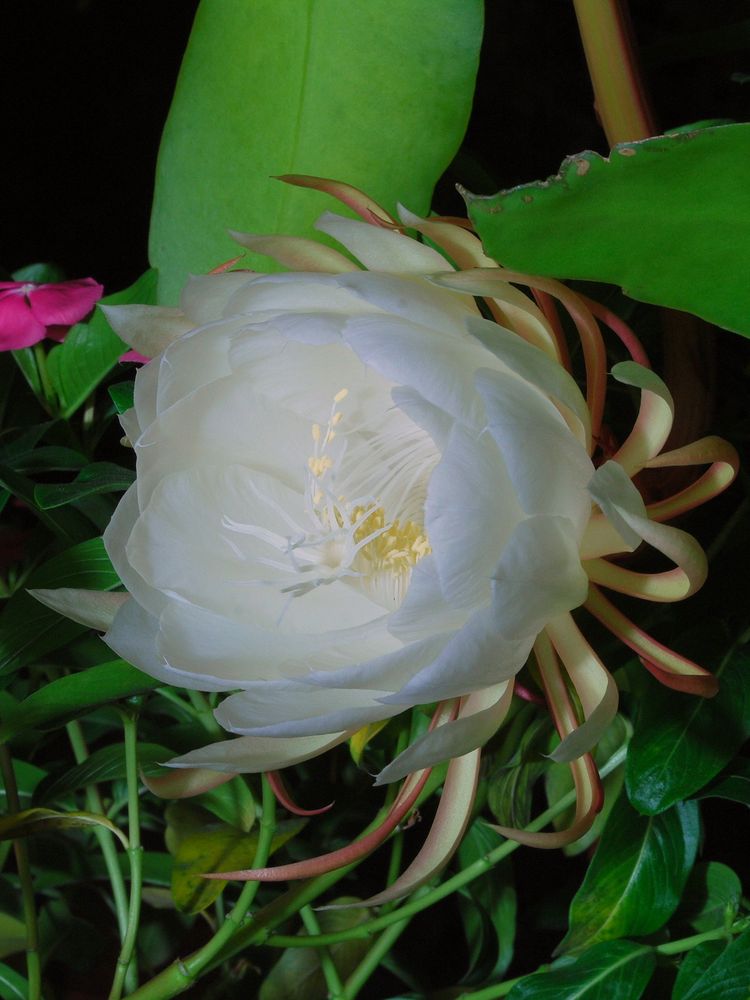 Dama De Noche O Dutchman S Pipe Cactus Epiphyllum Oxypetalum Imagen Foto Plantas Flores Naturaleza Fotos De Fotocommunity
