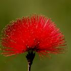 Dama de Vermelho - Red Lady