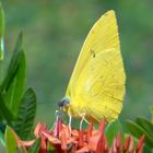 Dama en amarillo....