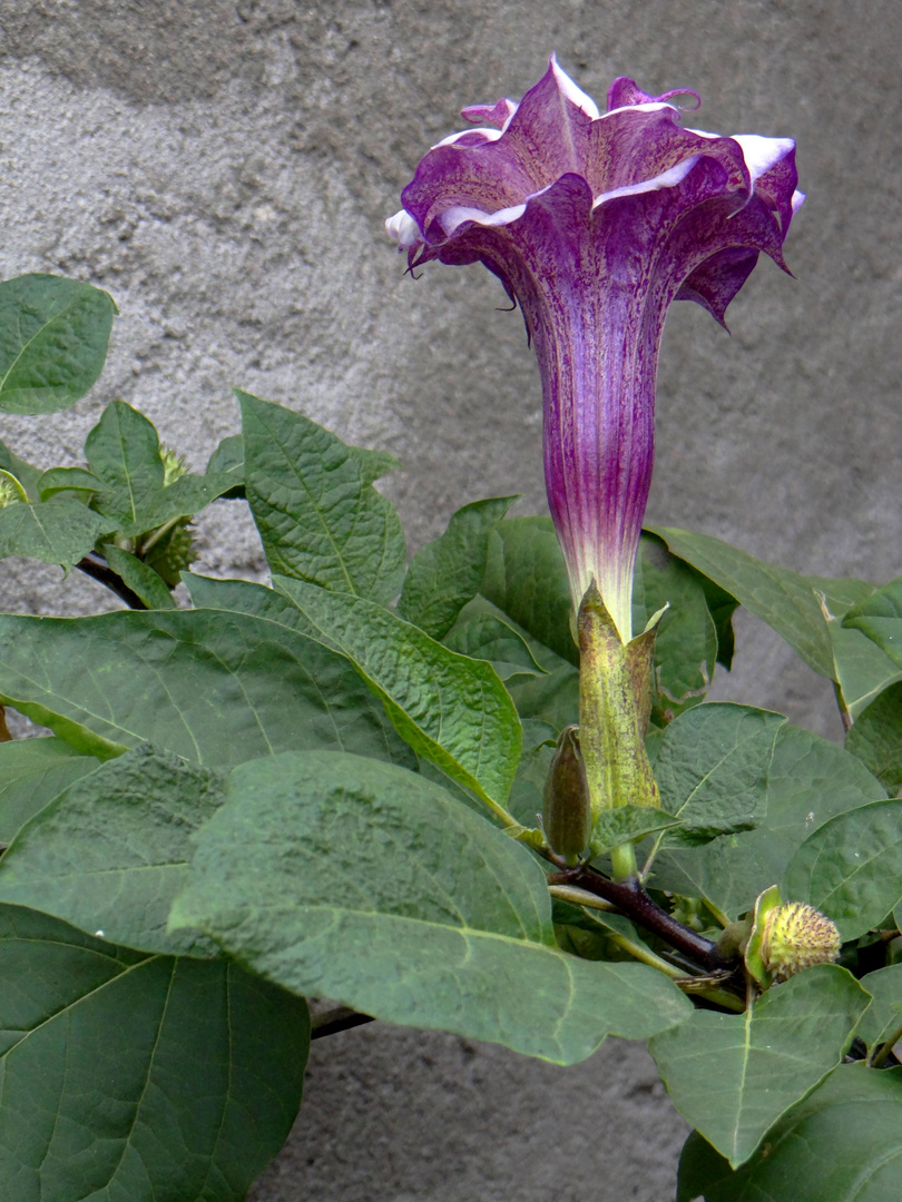 Dama en violeta