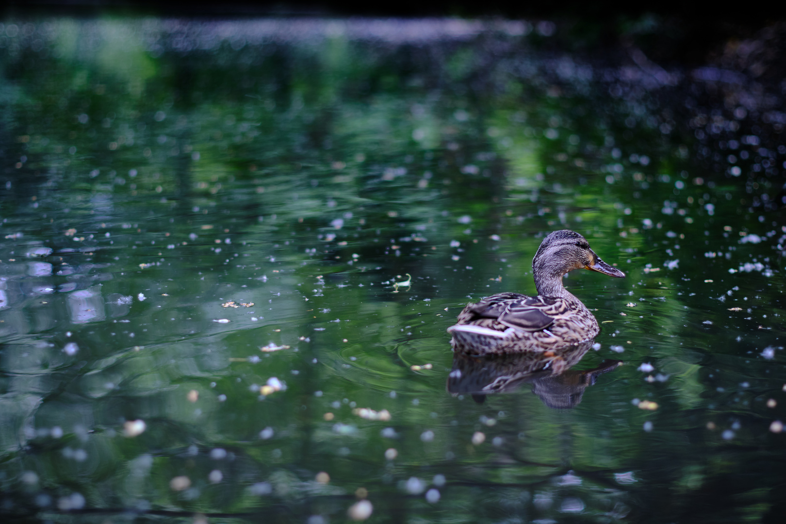 dama pato II