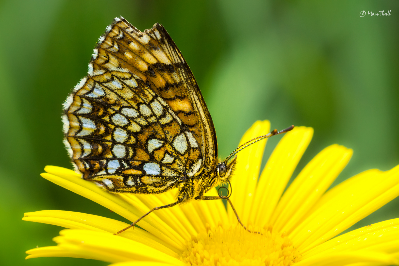 Damaged wings