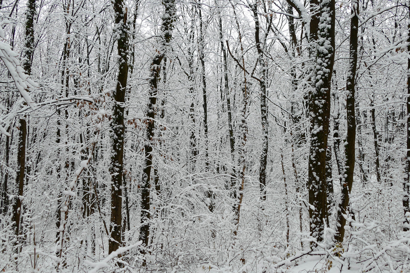 Damals (2021) gab's noch Winter mit Schnee.