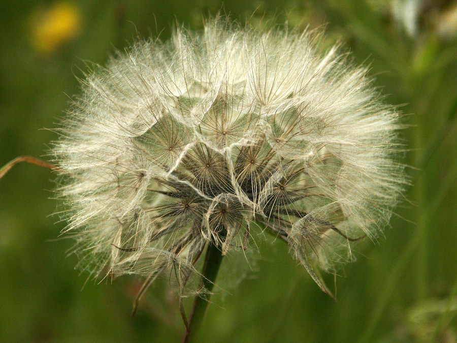 damals, als ich noch eine schöne Blüte war...