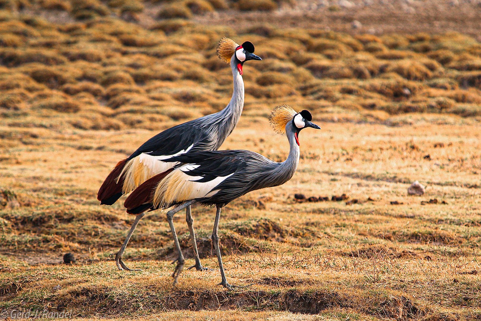 Damals im Ngorongoro-Krater