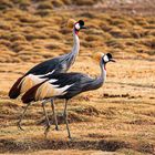 Damals im Ngorongoro-Krater