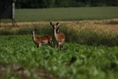 Damalttier mit zwei Schmaltieren