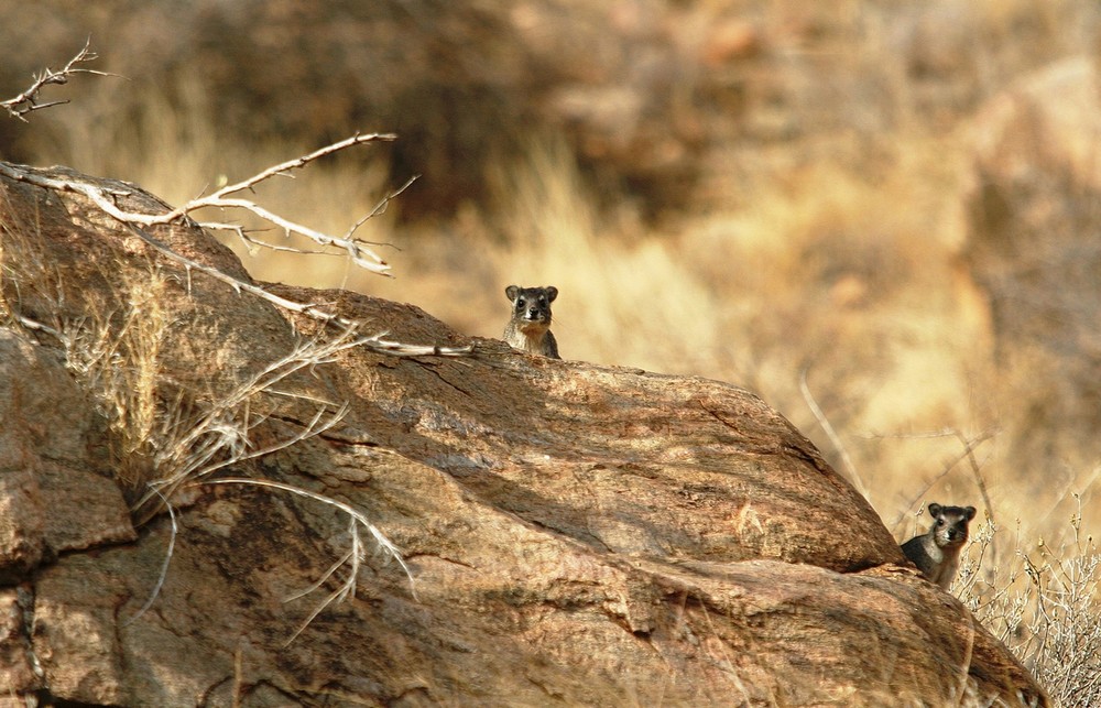 Daman des rochers - Samburu / Kenya - Curieux !