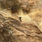 Daman des rochers - Samburu / Kenya - Curieux !