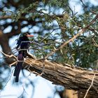 Damara Baumhopf  - Red-billed Wood Hoopoe -