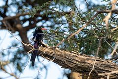 Damara Baumhopf  - Red-billed Wood Hoopoe -